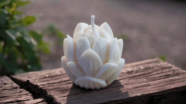 Fleur de Lotus 